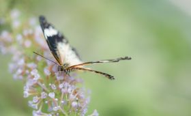 Konya Butterfly Garden