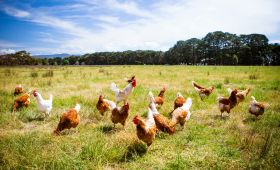 Dedeman Hotels & Resorts International Has Switched To 100% Cage-Free Eggs In Its Hotels in Turkey